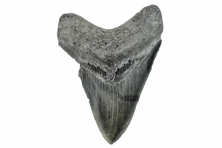 Serrated, Fossil Megalodon Tooth - South Carolina #286473